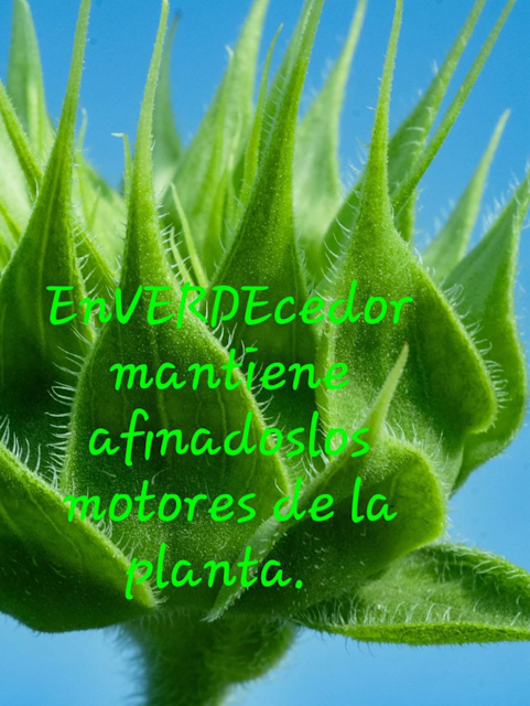 EnVERDEcedor
